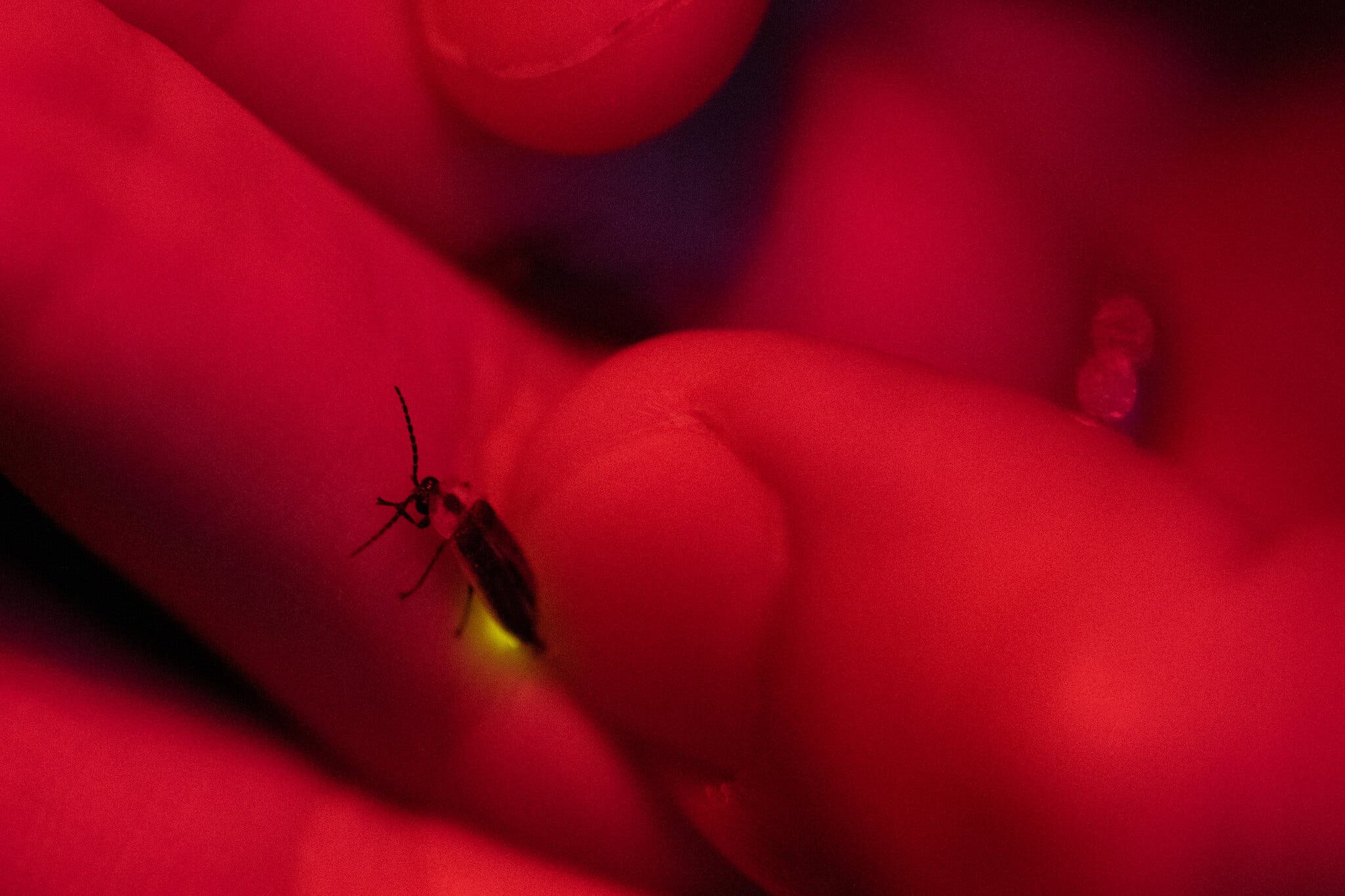 Những chú đom đóm mãi chờ màn đêm không bao giờ đến: Ô nhiễm ánh sáng đang từ từ giết chết hành tinh - Ảnh 2. Những chú đom đóm mãi chờ màn đêm không bao giờ đến: Ô nhiễm ánh sáng đang từ từ giết chết hành tinh - Ảnh 2.