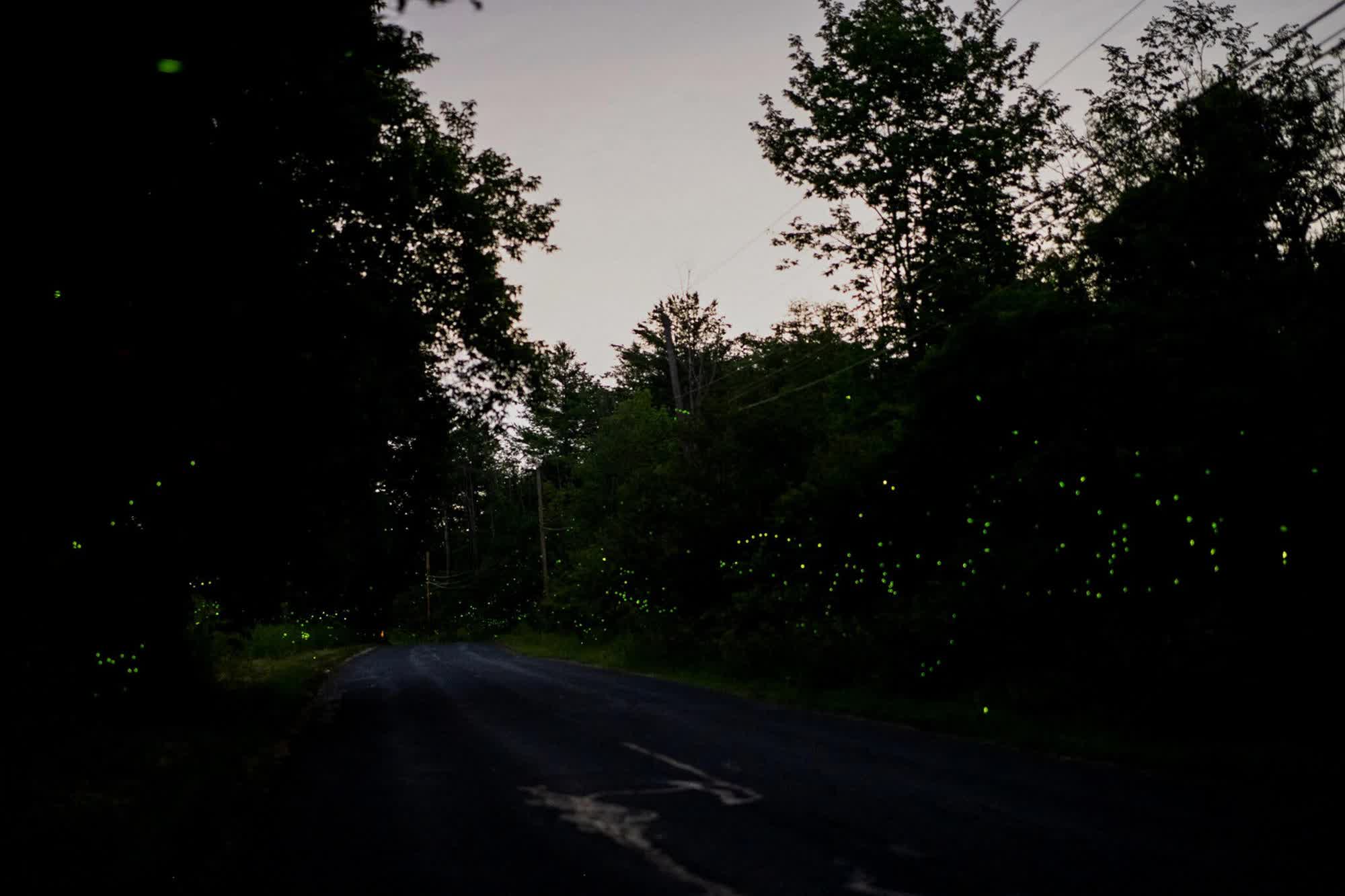 Những chú đom đóm mãi chờ màn đêm không bao giờ đến: Ô nhiễm ánh sáng đang từ từ giết chết hành tinh - Ảnh 4. Những chú đom đóm mãi chờ màn đêm không bao giờ đến: Ô nhiễm ánh sáng đang từ từ giết chết hành tinh - Ảnh 4.