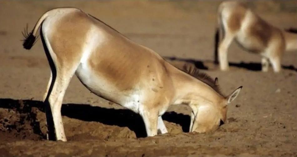 Lừa hoang dã Tây Tạng - loài động vật thích hơn thua và dễ nổi nóng nhất trong giới tự nhiên - Ảnh 7. Lừa hoang dã Tây Tạng - loài động vật thích hơn thua và dễ nổi nóng nhất trong giới tự nhiên - Ảnh 7.