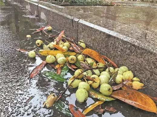 Xoài nhãn rải khắp phố phường, tưởng thiên đường nhưng lại là 'nỗi khổ không lời' của các thành phố Trung Quốc - Ảnh 3. Xoài nhãn rải khắp phố phường, tưởng thiên đường nhưng lại là 'nỗi khổ không lời' của các thành phố Trung Quốc - Ảnh 3.