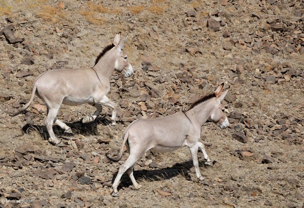 Tại sao nhiều nơi tại nước Mỹ nu&ocirc;i lừa để bảo vệ đ&agrave;n gia s&uacute;c thay v&igrave; nu&ocirc;i ch&oacute; chăn cừu! - Ảnh 4.
