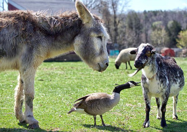 Tại sao nhiều nơi tại nước Mỹ nu&ocirc;i lừa để bảo vệ đ&agrave;n gia s&uacute;c thay v&igrave; nu&ocirc;i ch&oacute; chăn cừu! - Ảnh 2.