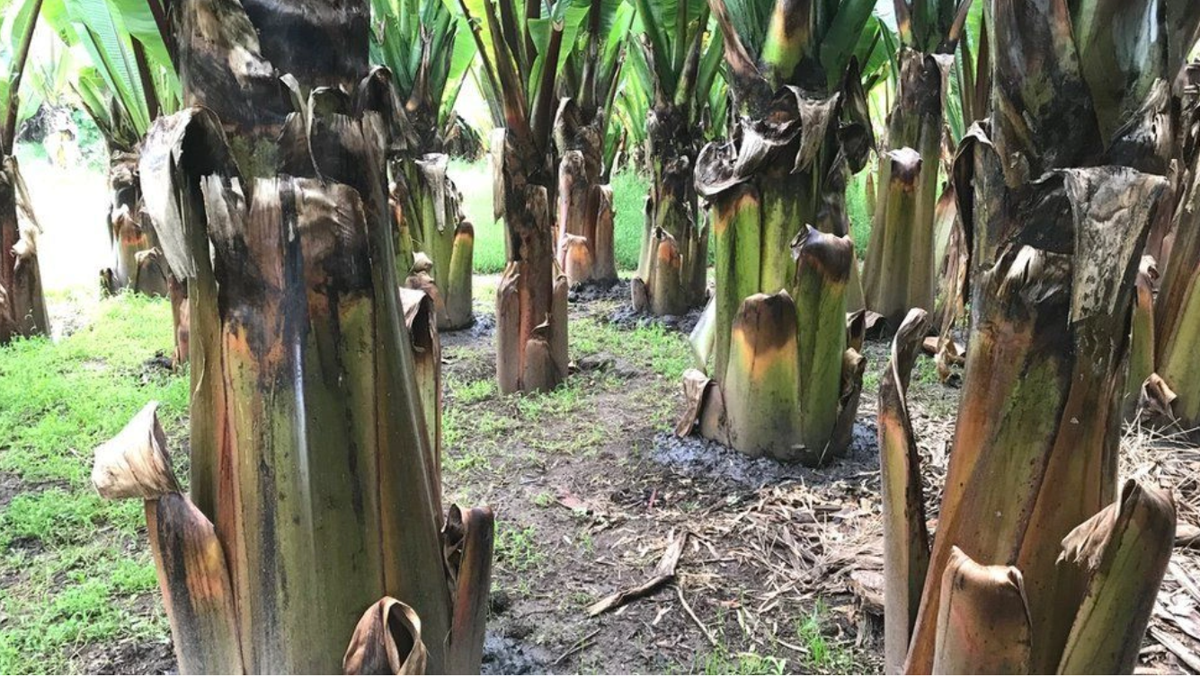 Loại cây được mệnh danh là 'siêu thực phẩm', có khả năng cứu đói cả châu lục - Ảnh 4. Loại cây được mệnh danh là 'siêu thực phẩm', có khả năng cứu đói cả châu lục - Ảnh 4.