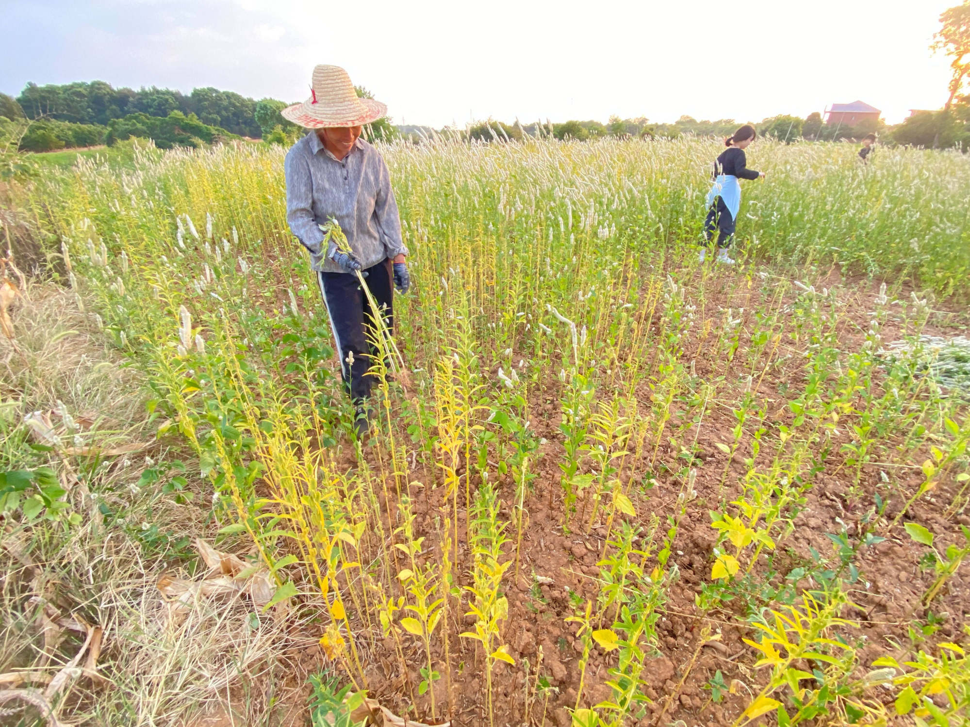 Hồ lớn nhất cạn nước khiến vựa lúa của Trung Quốc gặp khó khăn trong thu hoạch - Ảnh 1. Hồ lớn nhất cạn nước khiến vựa lúa của Trung Quốc gặp khó khăn trong thu hoạch - Ảnh 1.
