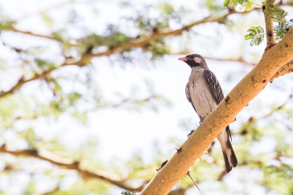 Honeyguides: Loài chim hoang dã có thể giao tiếp và làm việc cùng với con người vì một mục tiêu chung - Ảnh 3. Honeyguides: Loài chim hoang dã có thể giao tiếp và làm việc cùng với con người vì một mục tiêu chung - Ảnh 3.