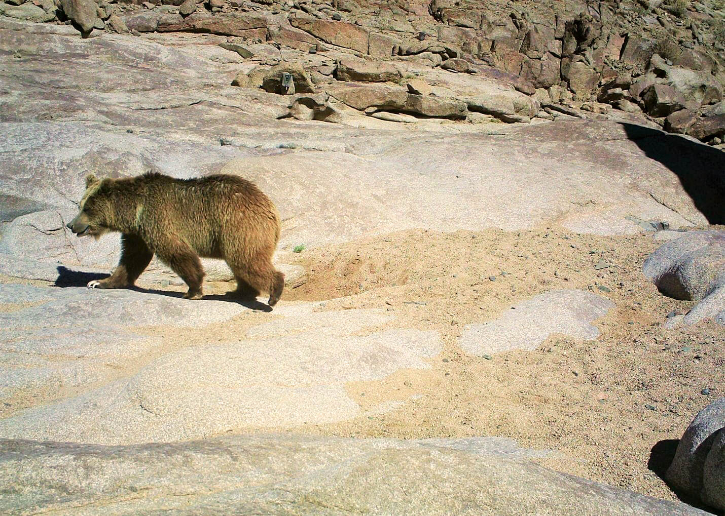 Những loài động vật lớn nhất sống trong sa mạc, vẫn còn tồn tại cho đến ngày nay - Ảnh 2. Những loài động vật lớn nhất sống trong sa mạc, vẫn còn tồn tại cho đến ngày nay - Ảnh 2.
