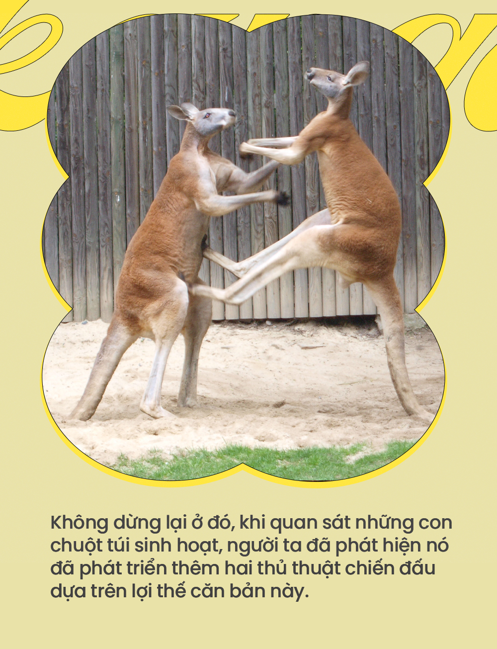 So găng cùng chuột túi, con người liệu có cơ hội chiến thắng? - Ảnh 7. So găng cùng chuột túi, con người liệu có cơ hội chiến thắng? - Ảnh 7.