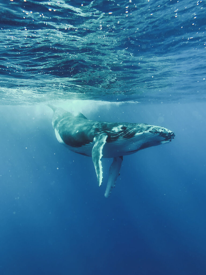 30 bức ảnh đẹp nhất được chụp bằng iPhone năm 2022 khiến ai cũng phải bất ngờ - Ảnh 3. 30 bức ảnh đẹp nhất được chụp bằng iPhone năm 2022 khiến ai cũng phải bất ngờ - Ảnh 3.