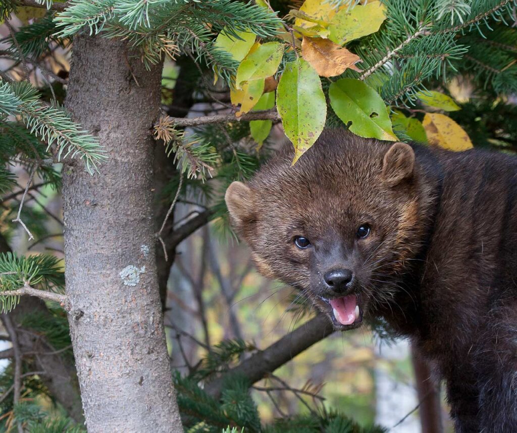 "Mèo đánh cá": Dù được gọi là mèo, nhưng thực tế lại là chồn - Ảnh 6. "Mèo đánh cá": Dù được gọi là mèo, nhưng thực tế lại là chồn - Ảnh 6.