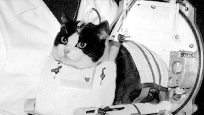 Những chú mèo có thật nổi tiếng nhất trong lịch sử nhân loại: Từ được ướp xác, làm thị trưởng đến ngôi sao màn bạc đều có đủ - Ảnh 3. Những chú mèo có thật nổi tiếng nhất trong lịch sử nhân loại: Từ được ướp xác, làm thị trưởng đến ngôi sao màn bạc đều có đủ - Ảnh 3.