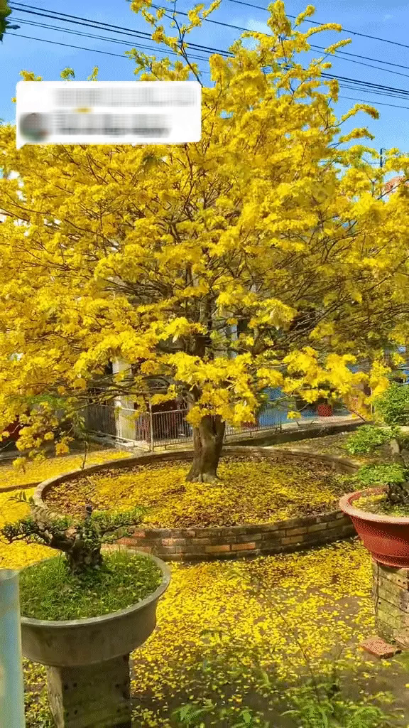 Dân mạng loá mắt với cây mai khổng lồ to bằng sân nhà, gia chủ tìm người nhặt lá mai cũng khó - Ảnh 3. Dân mạng loá mắt với cây mai khổng lồ to bằng sân nhà, gia chủ tìm người nhặt lá mai cũng khó - Ảnh 3.