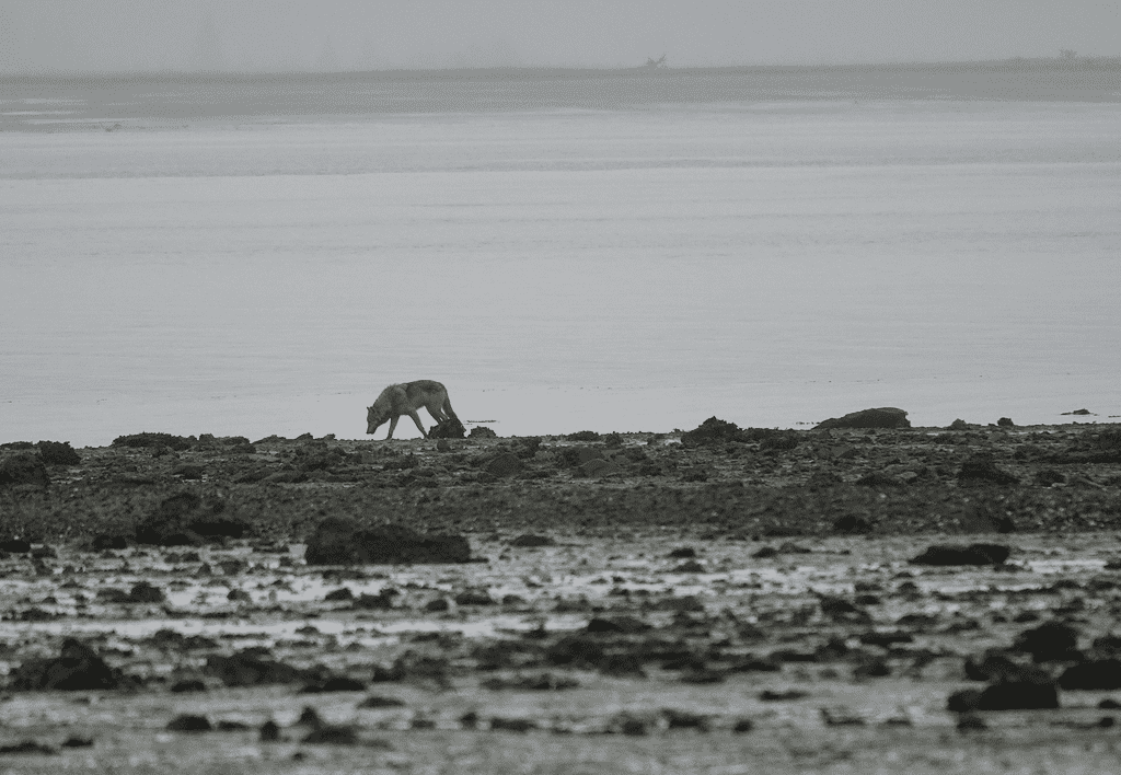 Những con sói ở Alaska đã ăn gì sau khi săn hết tất cả những con nai? - Ảnh 4. Những con sói ở Alaska đã ăn gì sau khi săn hết tất cả những con nai? - Ảnh 4.