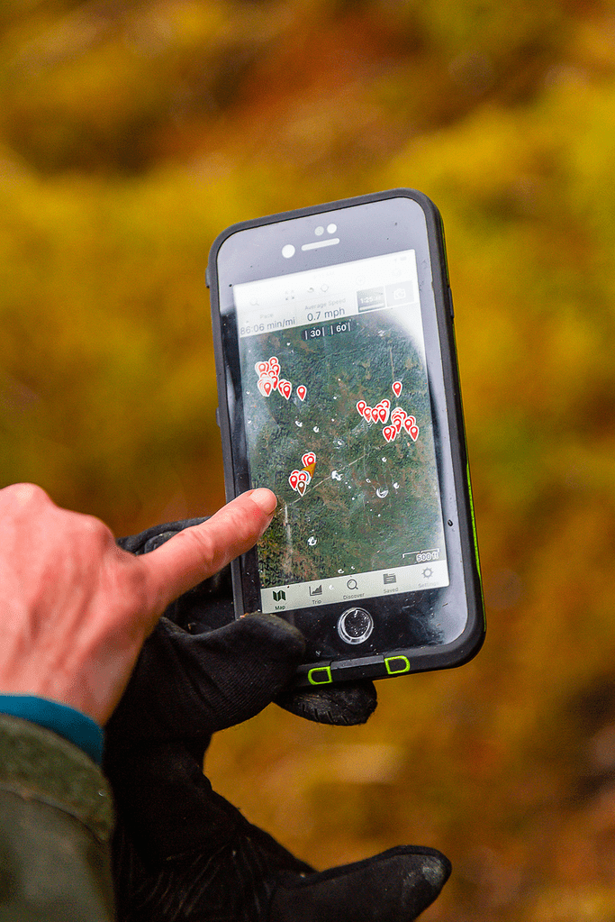 Những con sói ở Alaska đã ăn gì sau khi săn hết tất cả những con nai? - Ảnh 3. Những con sói ở Alaska đã ăn gì sau khi săn hết tất cả những con nai? - Ảnh 3.