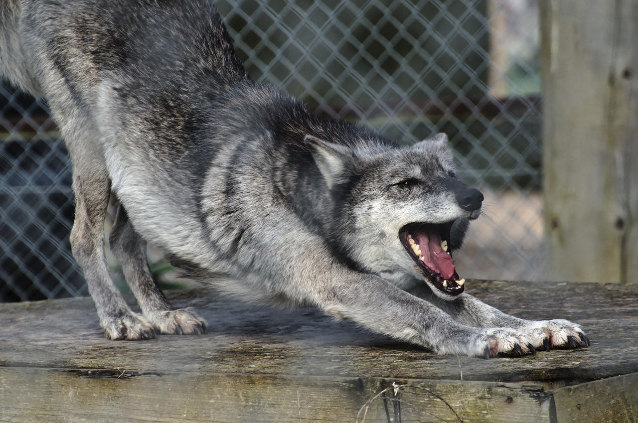 Tại sao con người và nhiều loài động vật lại vươn vai? - Ảnh 4. Tại sao con người và nhiều loài động vật lại vươn vai? - Ảnh 4.