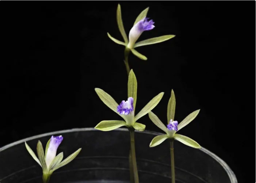 Độc lạ loài cây Việt Nam sở hữu: Mang nguồn gen quý giá, người bản địa hiếm cơ hội nhìn thấy - Ảnh 2. Độc lạ loài cây Việt Nam sở hữu: Mang nguồn gen quý giá, người bản địa hiếm cơ hội nhìn thấy - Ảnh 2.