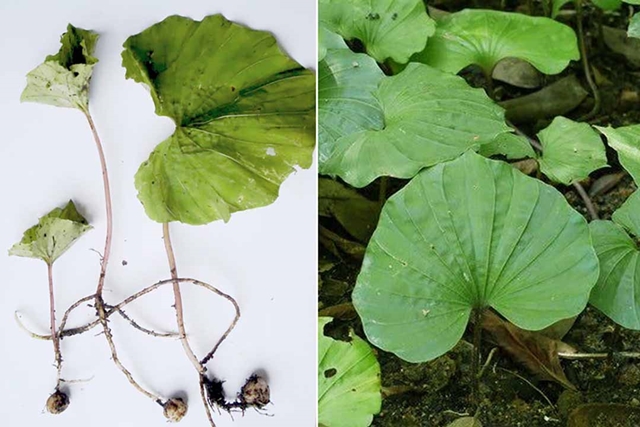 Độc lạ loài cây Việt Nam sở hữu: Mang nguồn gen quý giá, người bản địa hiếm cơ hội nhìn thấy - Ảnh 6. Độc lạ loài cây Việt Nam sở hữu: Mang nguồn gen quý giá, người bản địa hiếm cơ hội nhìn thấy - Ảnh 6.