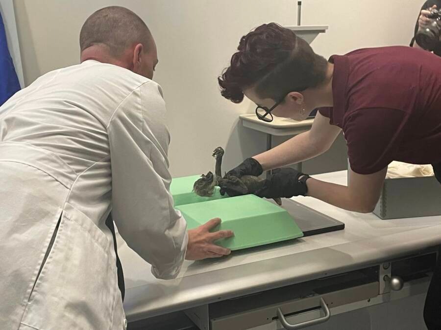 Các nhà nghiên cứu đang nỗ lực giải mã bí ẩn về 'Nàng tiên cá Fiji' được tìm thấy ở Nhật Bản hơn 100 năm trước! - Ảnh 1. Các nhà nghiên cứu đang nỗ lực giải mã bí ẩn về 'Nàng tiên cá Fiji' được tìm thấy ở Nhật Bản hơn 100 năm trước! - Ảnh 1.