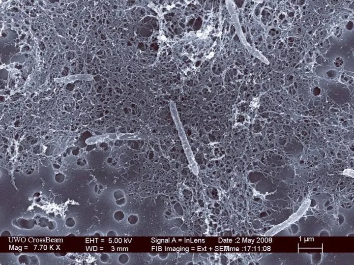 Một trong những loài cô đơn nhất trên Trái Đất, sống ở 2.800 mét dưới lòng đất và tồn tại nhờ năng lượng phóng xạ- Ảnh 4. Một trong những loài cô đơn nhất trên Trái Đất, sống ở 2.800 mét dưới lòng đất và tồn tại nhờ năng lượng phóng xạ- Ảnh 4.