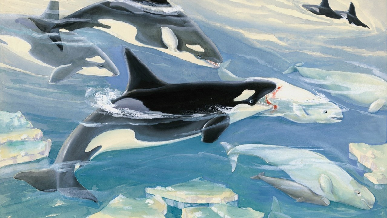 Khi hải cẩu đối mặt với cá voi sát thủ, liệu nó có cơ hội trốn thoát?- Ảnh 5. Khi hải cẩu đối mặt với cá voi sát thủ, liệu nó có cơ hội trốn thoát?- Ảnh 5.