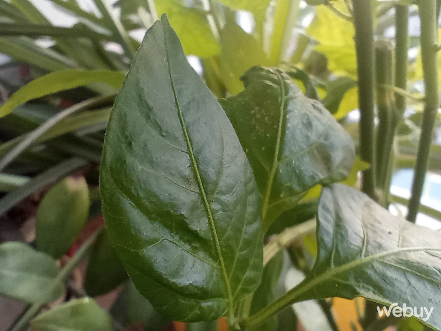 Đánh giá Redmi 13C: Smartphone giá 'sinh viên' với màn hình lớn tần số 90Hz, camera chính 50MP- Ảnh 20. Đánh giá Redmi 13C: Smartphone giá 'sinh viên' với màn hình lớn tần số 90Hz, camera chính 50MP- Ảnh 20.