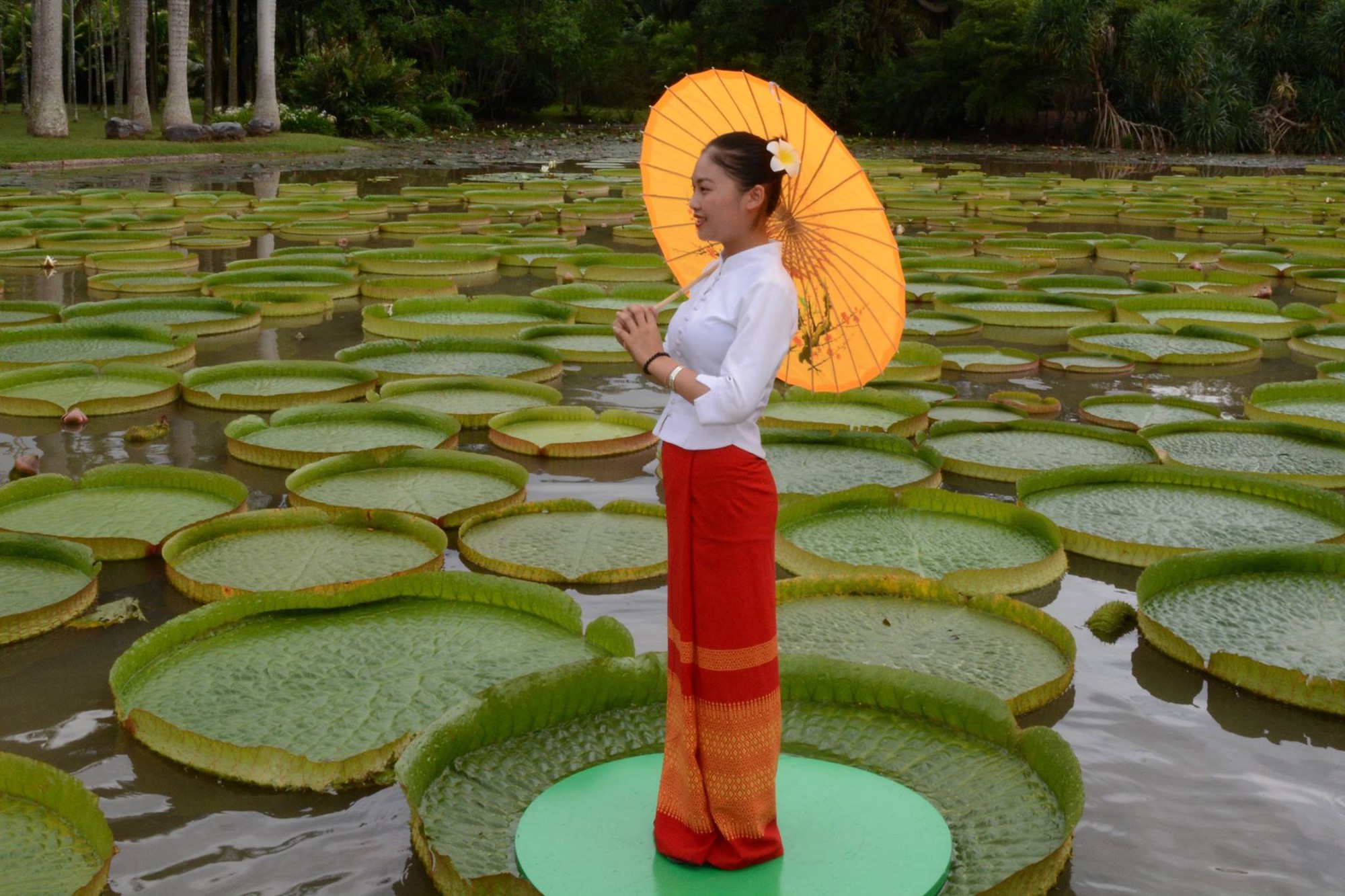 Đây là chiếc lá khỏe nhất thế giới và nó có thể chịu được trọng lượng của một người trưởng thành!- Ảnh 3. Đây là chiếc lá khỏe nhất thế giới và nó có thể chịu được trọng lượng của một người trưởng thành!- Ảnh 3.