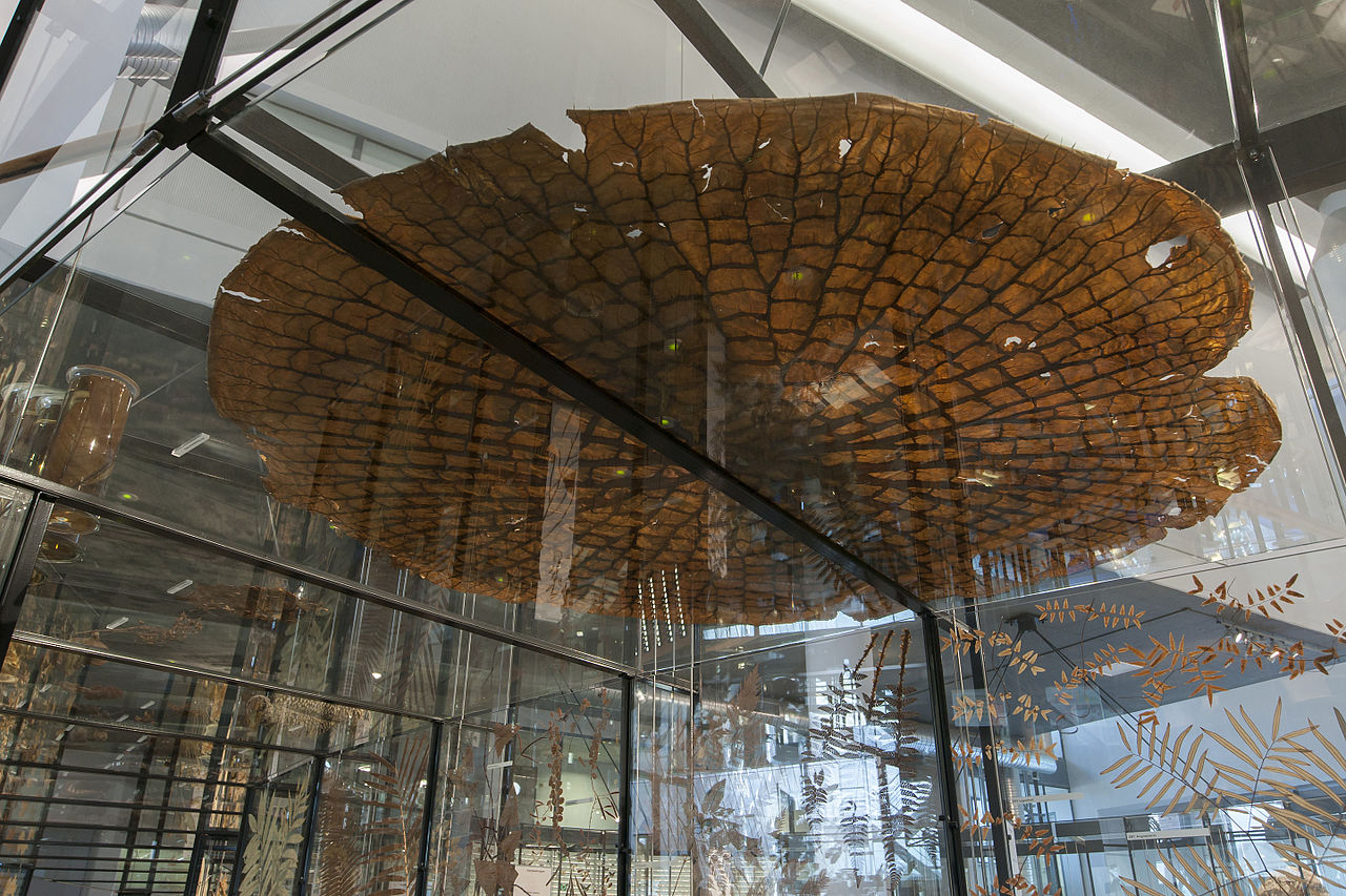 Đây là chiếc lá khỏe nhất thế giới và nó có thể chịu được trọng lượng của một người trưởng thành!- Ảnh 2. Đây là chiếc lá khỏe nhất thế giới và nó có thể chịu được trọng lượng của một người trưởng thành!- Ảnh 2.