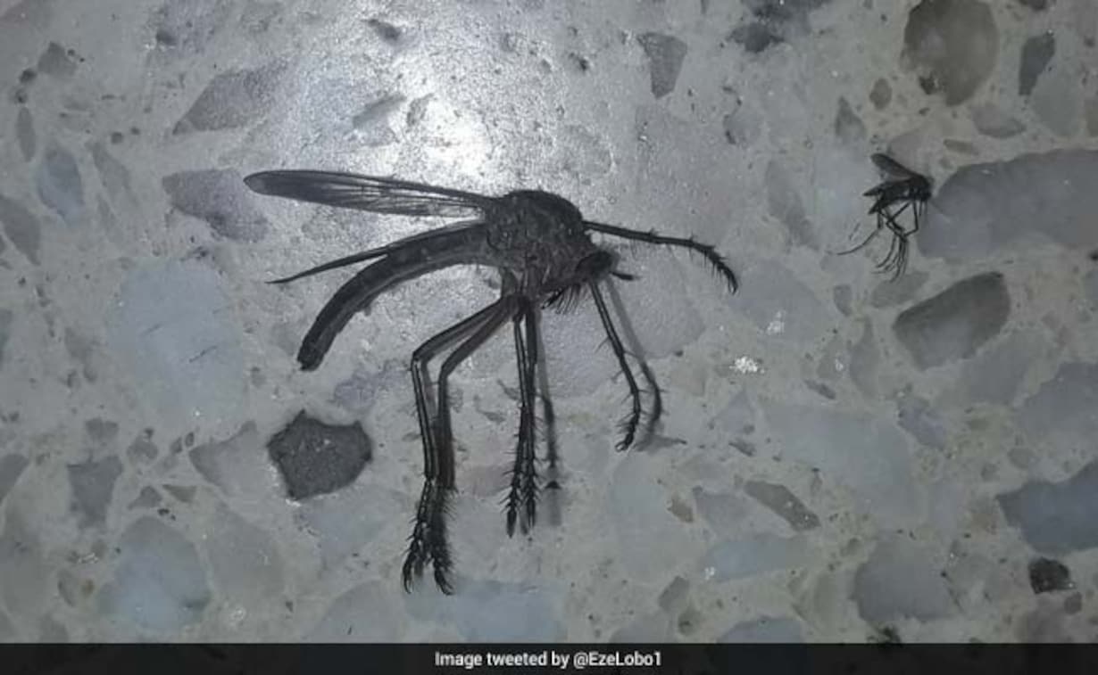 Tại sao Hoa Kỳ lại thả 2,4 tỷ con muỗi biến đổi gen ra bên ngoài môi trường?- Ảnh 4. Tại sao Hoa Kỳ lại thả 2,4 tỷ con muỗi biến đổi gen ra bên ngoài môi trường?- Ảnh 4.