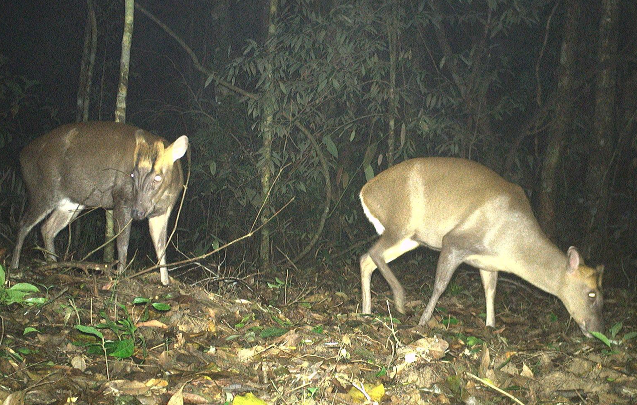 Gần 1.200 bẫy ảnh ở 21 khu rừng không phát hiện hổ, báo gấm, sao la- Ảnh 2. Gần 1.200 bẫy ảnh ở 21 khu rừng không phát hiện hổ, báo gấm, sao la- Ảnh 2.