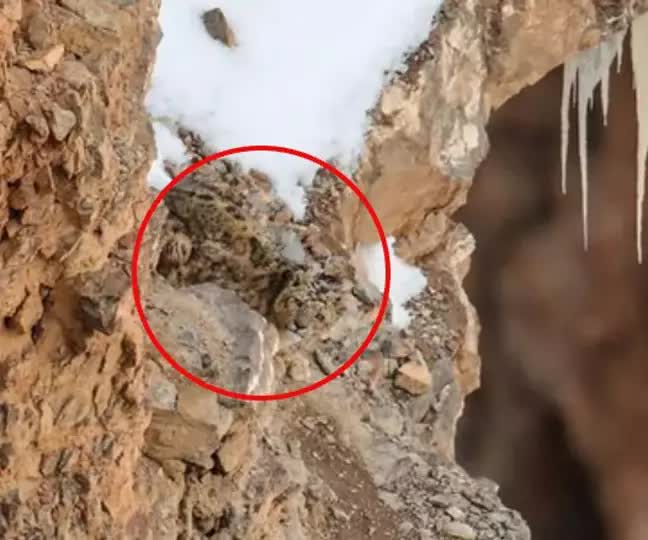 Báo tuyết: Bậc thầy ngụy trang, có thể tàng hình trước ống kính máy ảnh và đôi mắt của con người- Ảnh 2. Báo tuyết: Bậc thầy ngụy trang, có thể tàng hình trước ống kính máy ảnh và đôi mắt của con người- Ảnh 2.