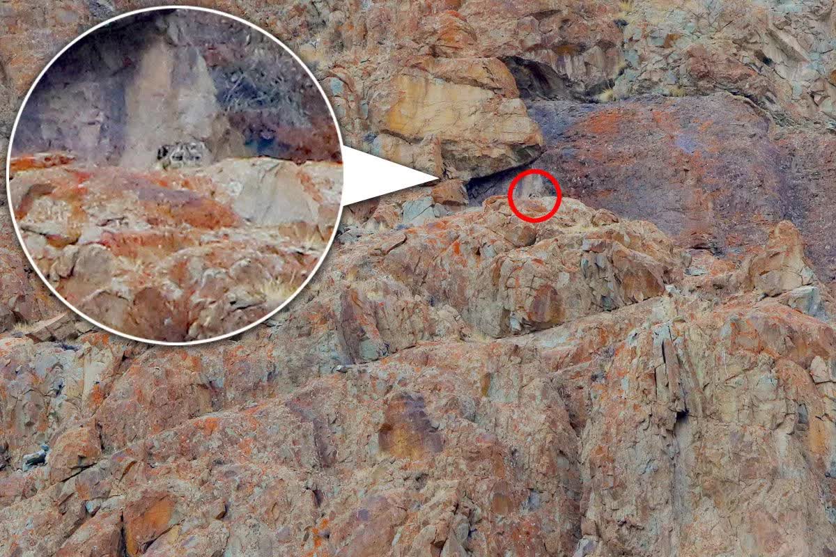 Báo tuyết: Bậc thầy ngụy trang, có thể tàng hình trước ống kính máy ảnh và đôi mắt của con người- Ảnh 4. Báo tuyết: Bậc thầy ngụy trang, có thể tàng hình trước ống kính máy ảnh và đôi mắt của con người- Ảnh 4.