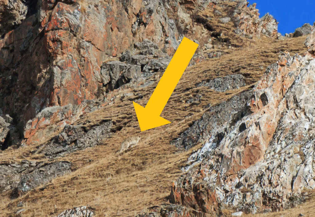 Báo tuyết: Bậc thầy ngụy trang, có thể tàng hình trước ống kính máy ảnh và đôi mắt của con người- Ảnh 3. Báo tuyết: Bậc thầy ngụy trang, có thể tàng hình trước ống kính máy ảnh và đôi mắt của con người- Ảnh 3.