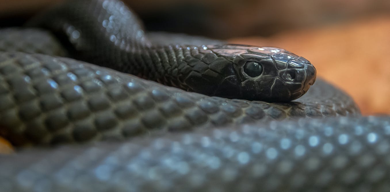 Vì sao Australia 'sở hữu' nhiều động vật có nọc độc?- Ảnh 1. Vì sao Australia 'sở hữu' nhiều động vật có nọc độc?- Ảnh 1.