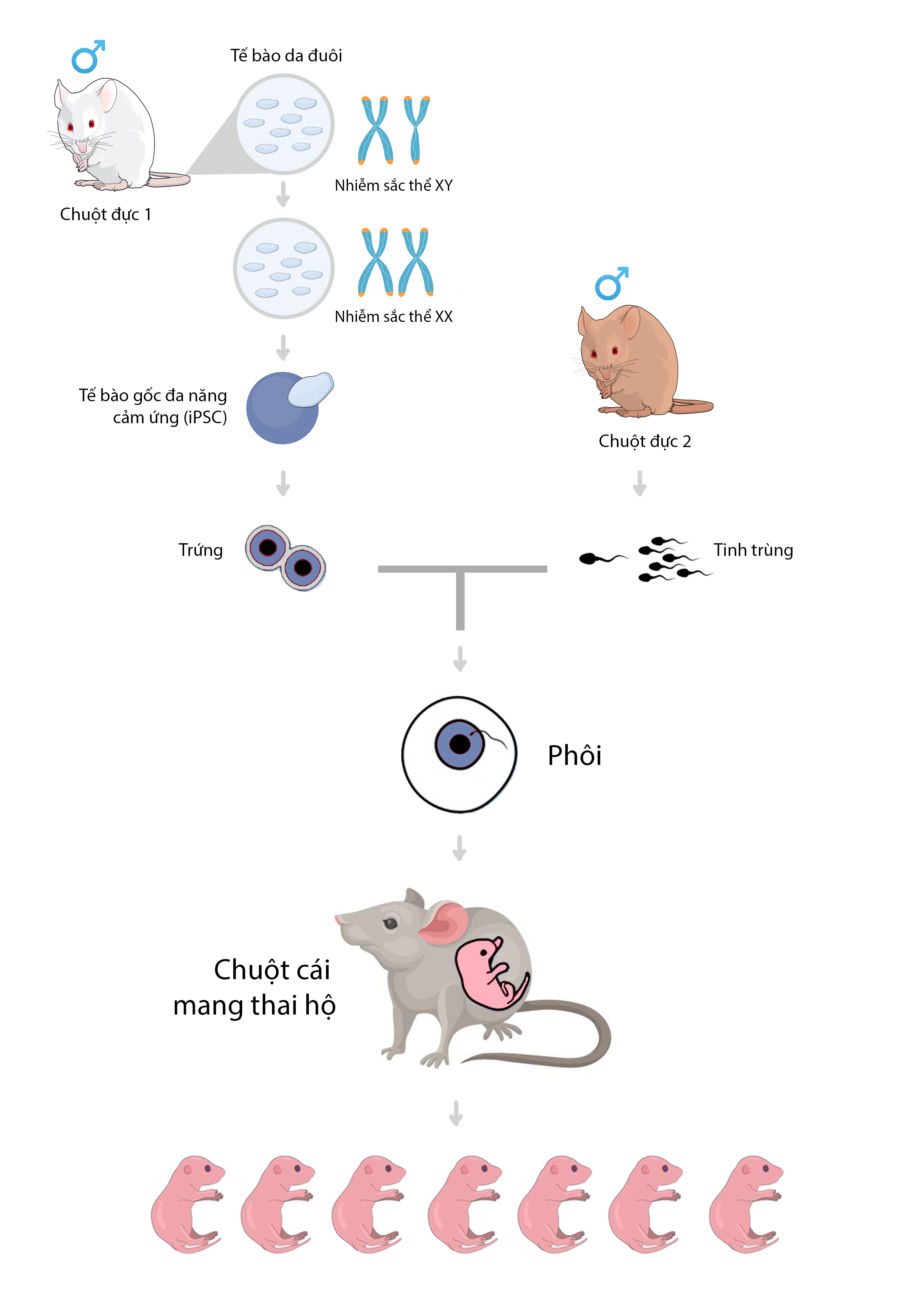 IVF 2.0: C&ocirc;ng nghệ sinh sản lấy trứng từ nam giới, tinh tr&ugrave;ng từ phụ nữ, hứa hẹn x&oacute;a sổ bệnh v&ocirc; sinh v&agrave; gi&uacute;p mọi cặp LGBT c&oacute; con- Ảnh 2.