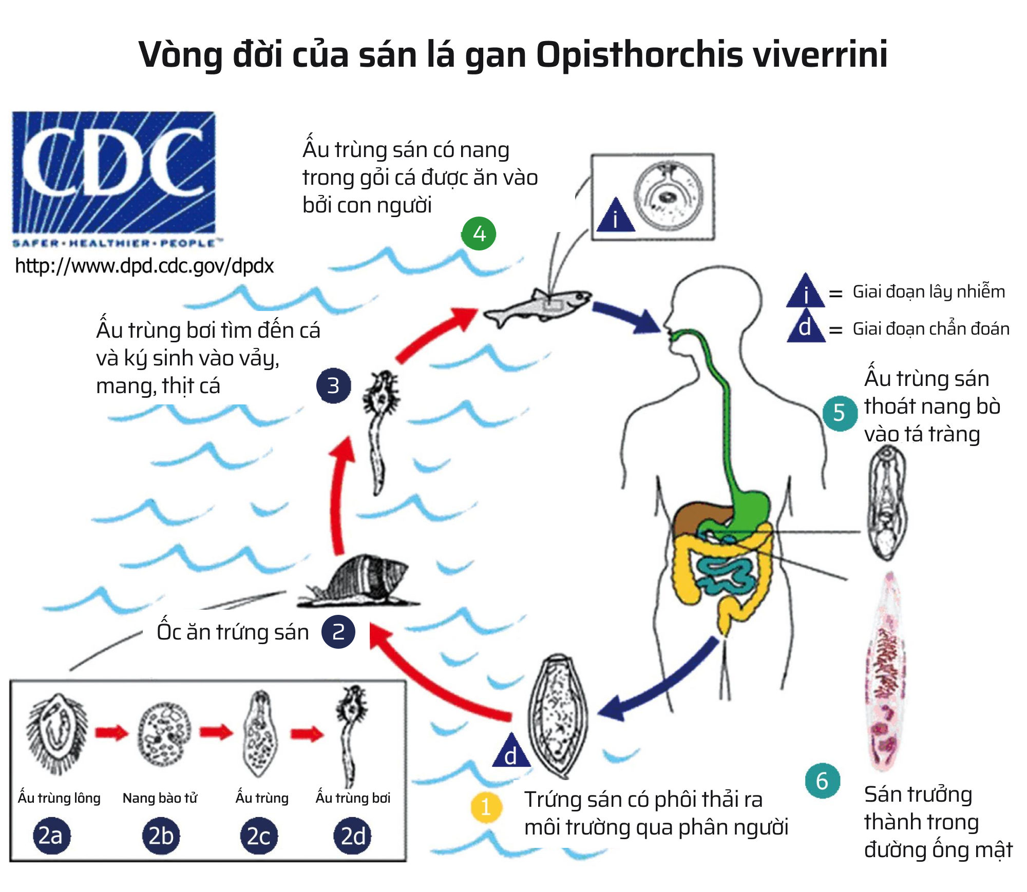 M&oacute;n ăn c&oacute; thể khiến bạn mắc ung thư chỉ từ một miếng cắn- Ảnh 14.