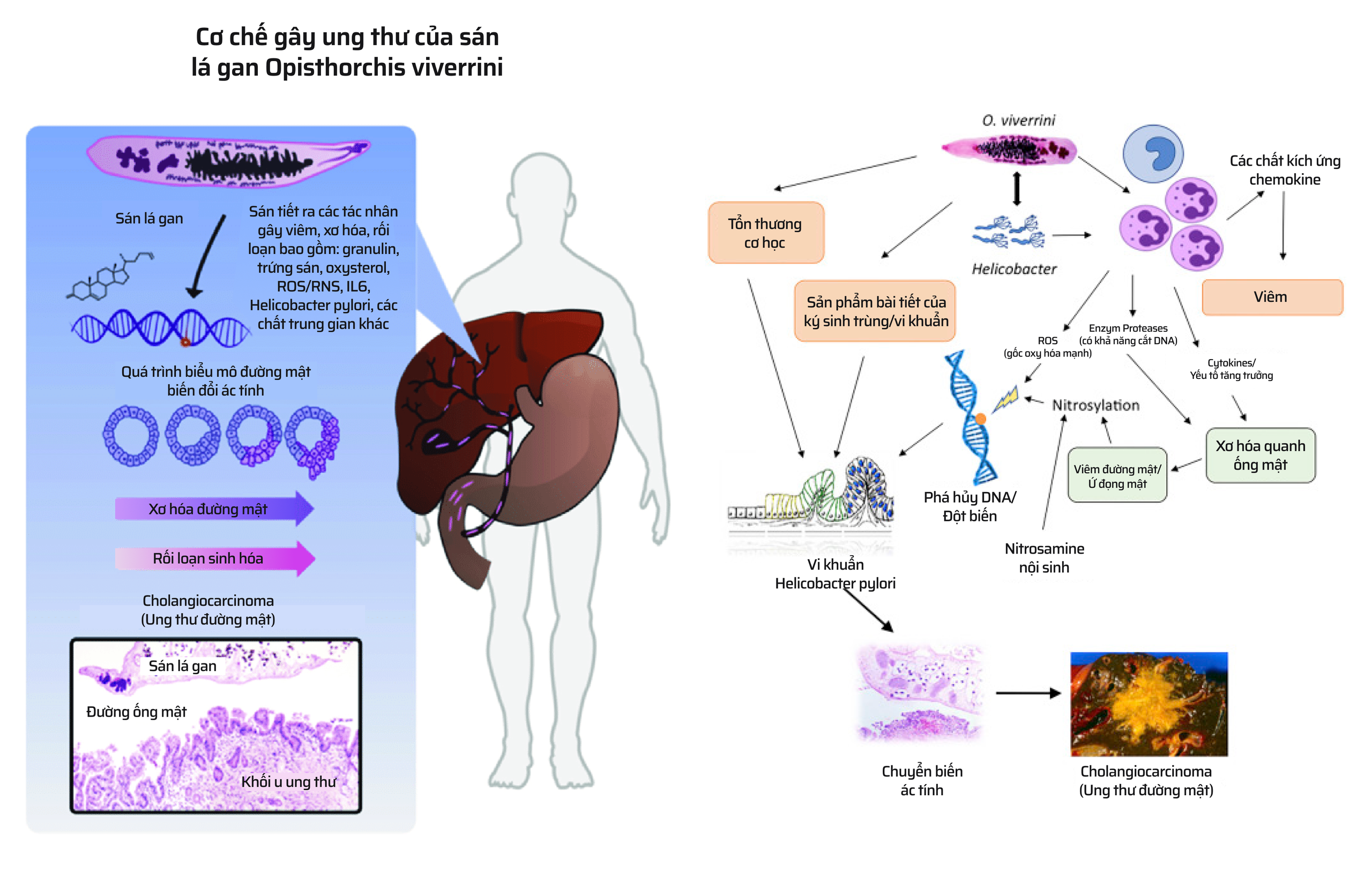 M&oacute;n ăn c&oacute; thể khiến bạn mắc ung thư chỉ từ một miếng cắn- Ảnh 15.