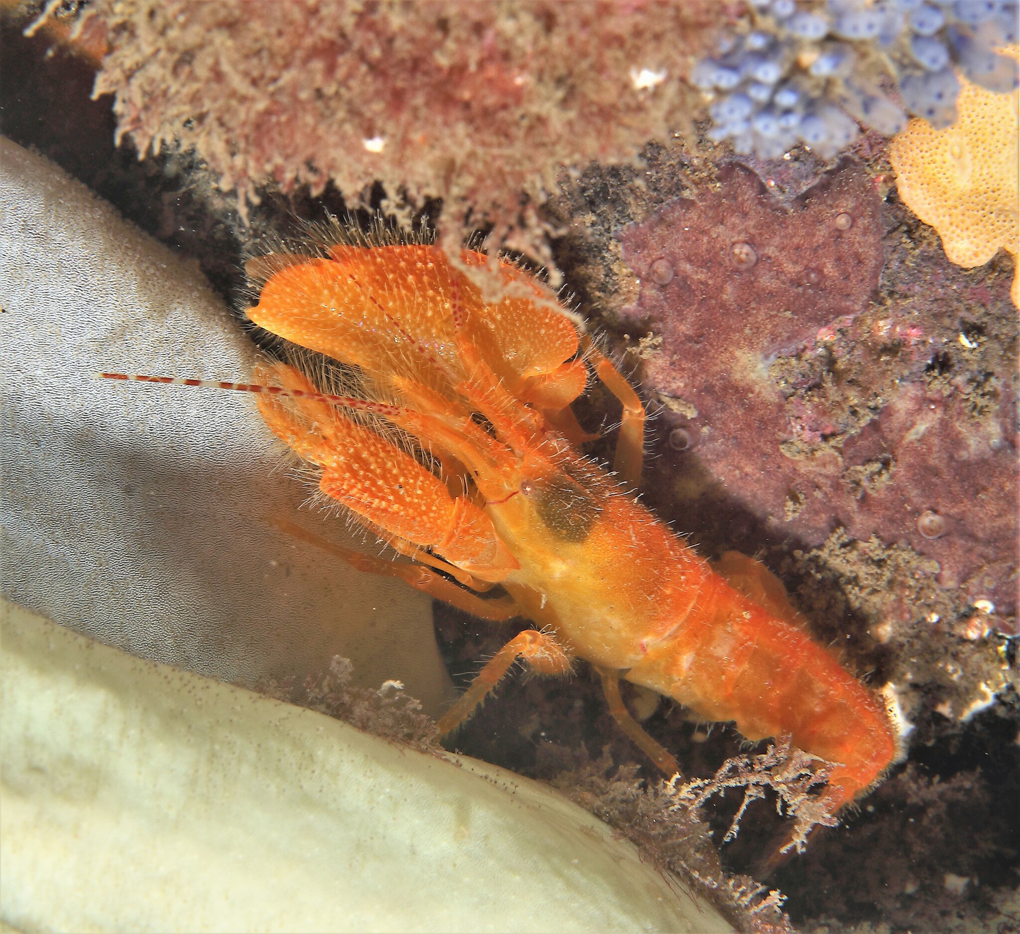 Trái tim của cá voi xanh có thực sự to bằng một chiếc ô tô không? - Ảnh 3. Trái tim của cá voi xanh có thực sự to bằng một chiếc ô tô không? - Ảnh 3.