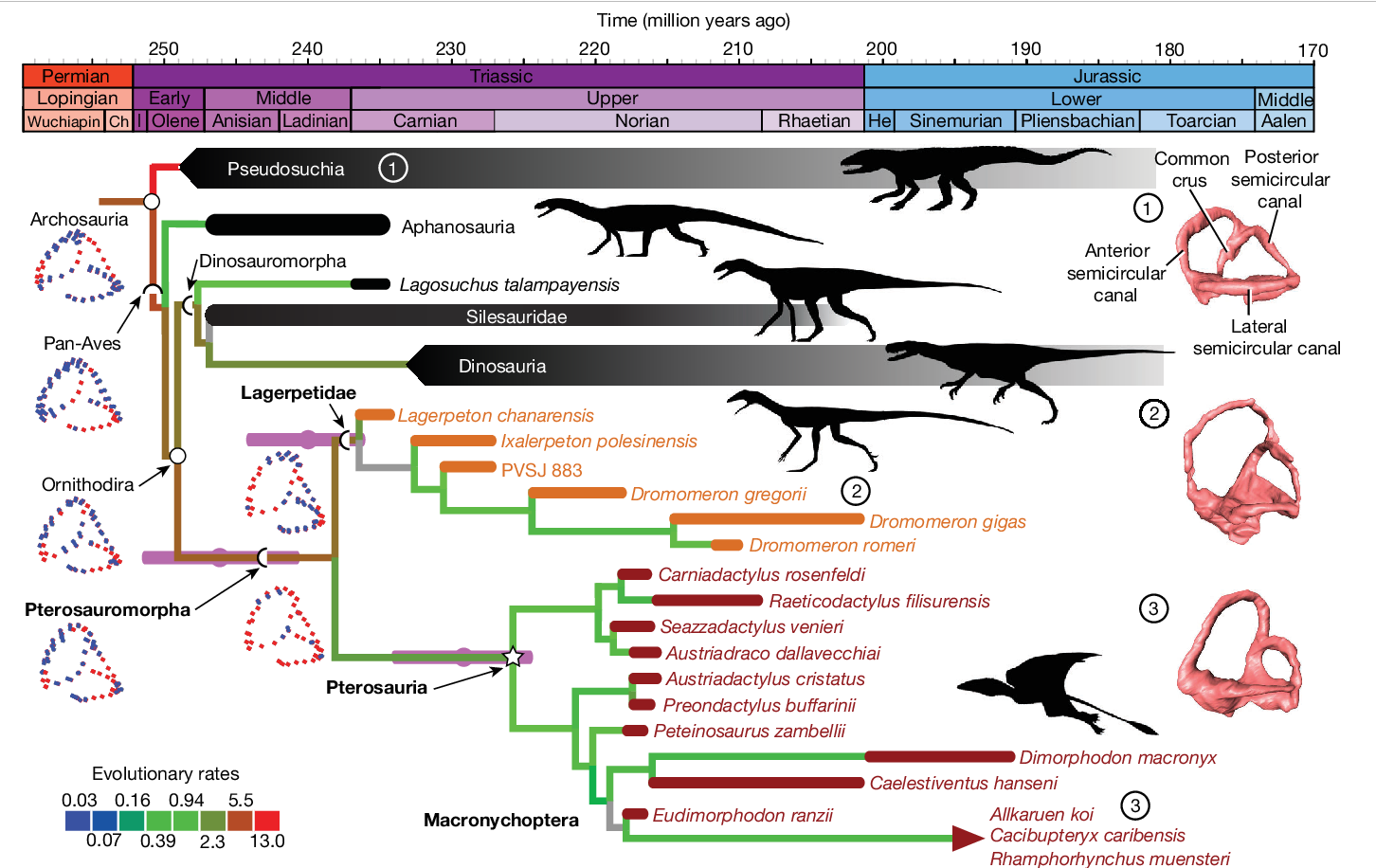 Thằn lằn cổ đại đã phát triển khả năng bay như thế nào? - Ảnh 4. Thằn lằn cổ đại đã phát triển khả năng bay như thế nào? - Ảnh 4.