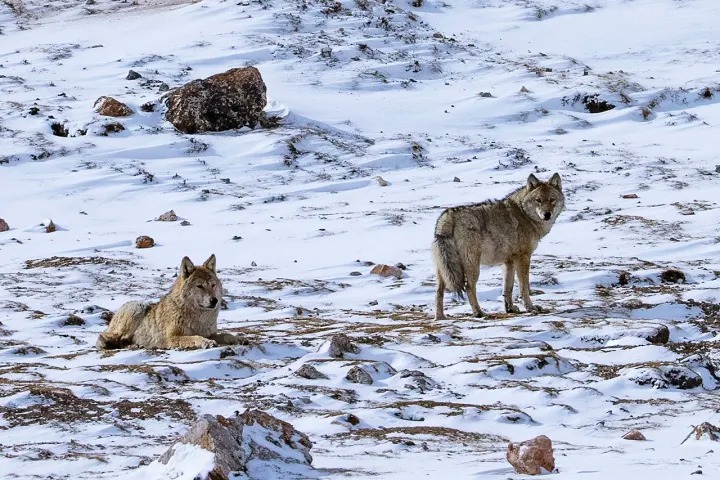 Tại sao chó ngao Tây Tạng không sợ gió to, tuyết rơi và vẫn có thế sống thoải mái ở nhiệt độ âm 40 độ C? - Ảnh 5. Tại sao chó ngao Tây Tạng không sợ gió to, tuyết rơi và vẫn có thế sống thoải mái ở nhiệt độ âm 40 độ C? - Ảnh 5.