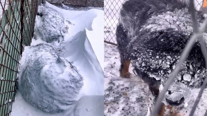 Tại sao chó ngao Tây Tạng không sợ gió to, tuyết rơi và vẫn có thế sống thoải mái ở nhiệt độ âm 40 độ C? - Ảnh 2. Tại sao chó ngao Tây Tạng không sợ gió to, tuyết rơi và vẫn có thế sống thoải mái ở nhiệt độ âm 40 độ C? - Ảnh 2.