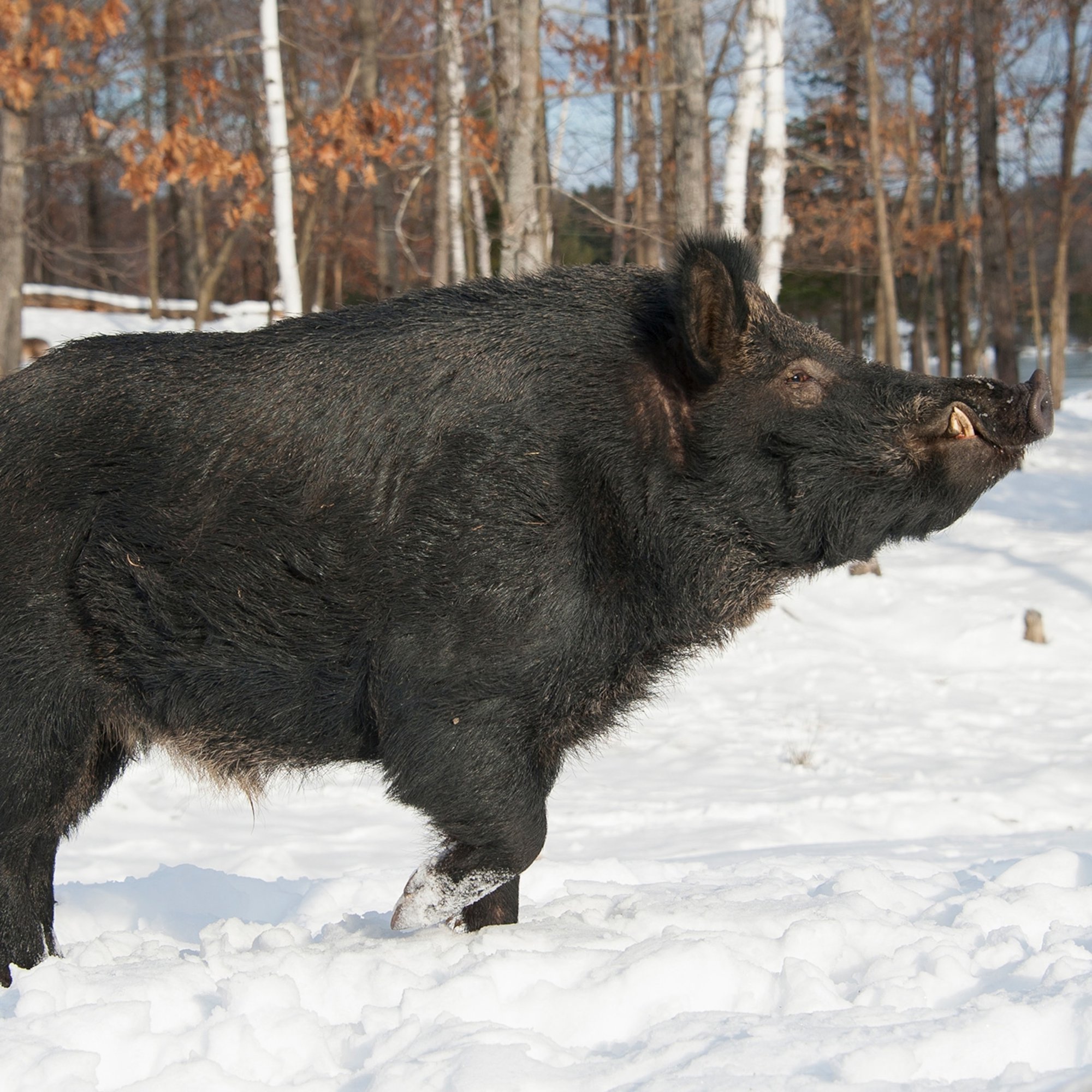 Tại sao lợn hoang lại khiến cho Hoa Kỳ phải chịu thiệt hại lên tới 2,5 tỷ USD? - Ảnh 2. Tại sao lợn hoang lại khiến cho Hoa Kỳ phải chịu thiệt hại lên tới 2,5 tỷ USD? - Ảnh 2.