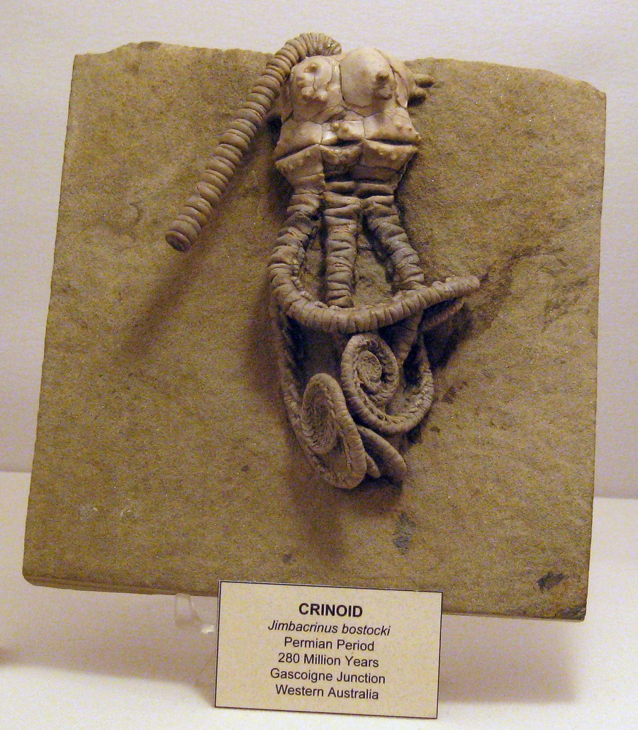 Phát hiện hóa thạch 'người ngoài hành tinh' 280 triệu năm tuổi tại Tây Úc - Ảnh 2. Phát hiện hóa thạch 'người ngoài hành tinh' 280 triệu năm tuổi tại Tây Úc - Ảnh 2.