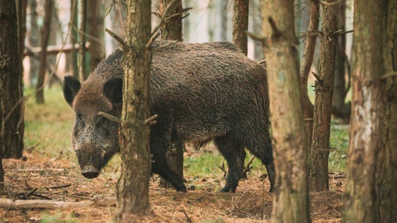 Mỹ đối mặt mối đe dọa mới từ 'siêu lợn' Canada: Cực kỳ thông minh, rất khó truy bắt - Ảnh 1. Mỹ đối mặt mối đe dọa mới từ 'siêu lợn' Canada: Cực kỳ thông minh, rất khó truy bắt - Ảnh 1.