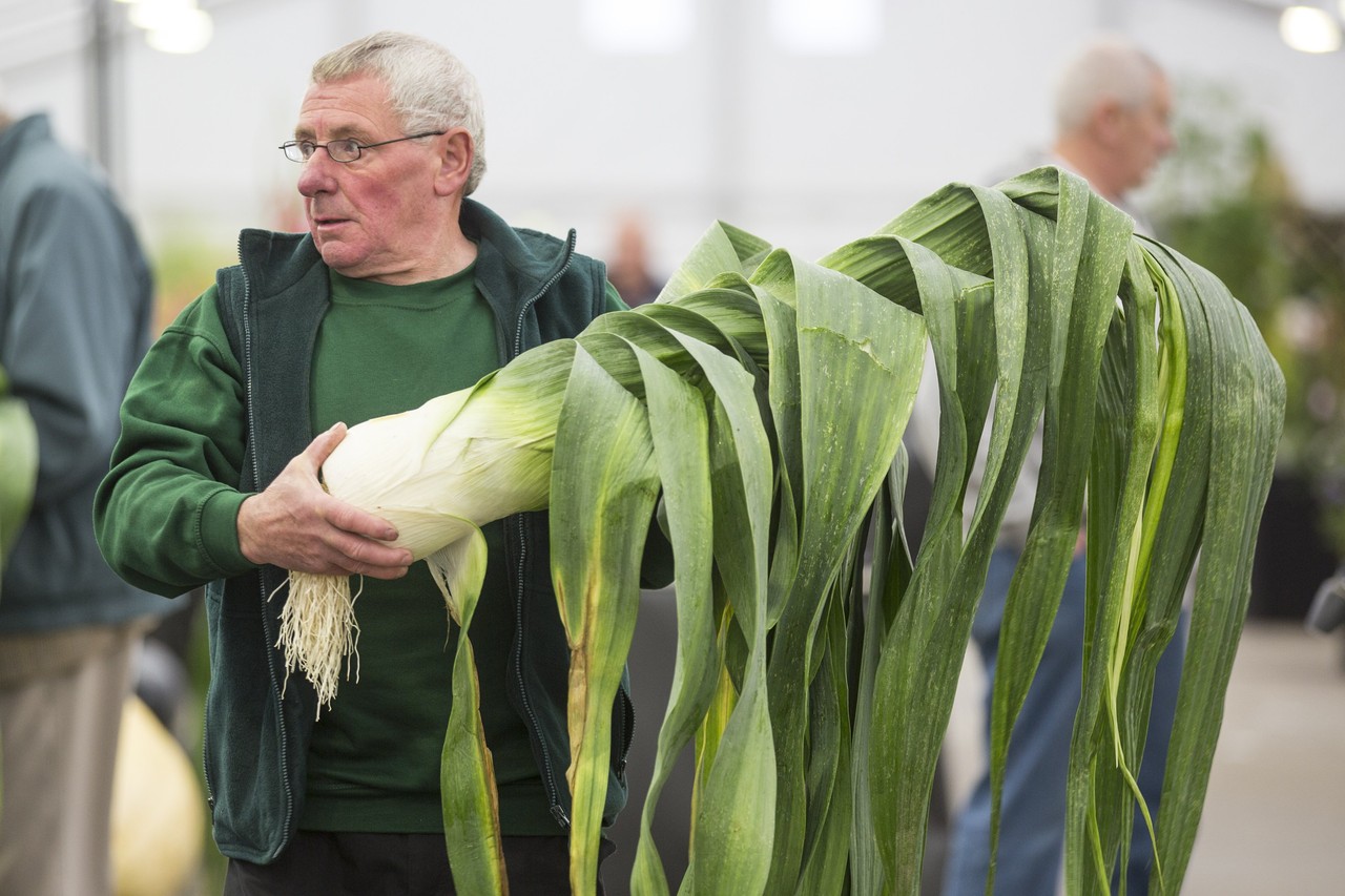 Vì sao thung lũng thung lũng Matanuska lại có thể trồng ra những củ hành tây to bằng quả bóng đá? - Ảnh 5. Vì sao thung lũng thung lũng Matanuska lại có thể trồng ra những củ hành tây to bằng quả bóng đá? - Ảnh 5.