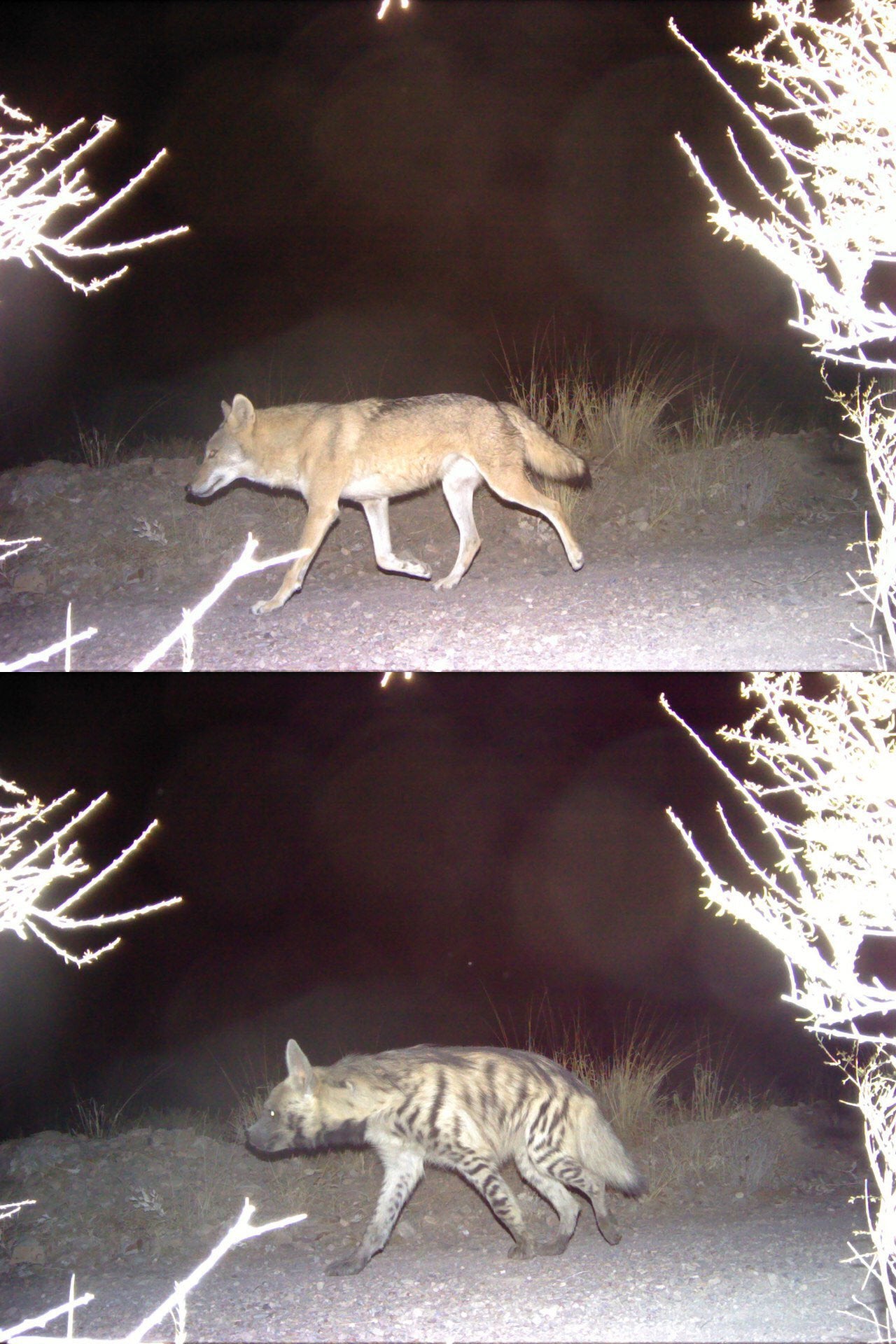 Bất ngờ phát hiện chó sói và linh cẩu đang cùng nhau đi săn ở Trung Đông - Ảnh 4. Bất ngờ phát hiện chó sói và linh cẩu đang cùng nhau đi săn ở Trung Đông - Ảnh 4.