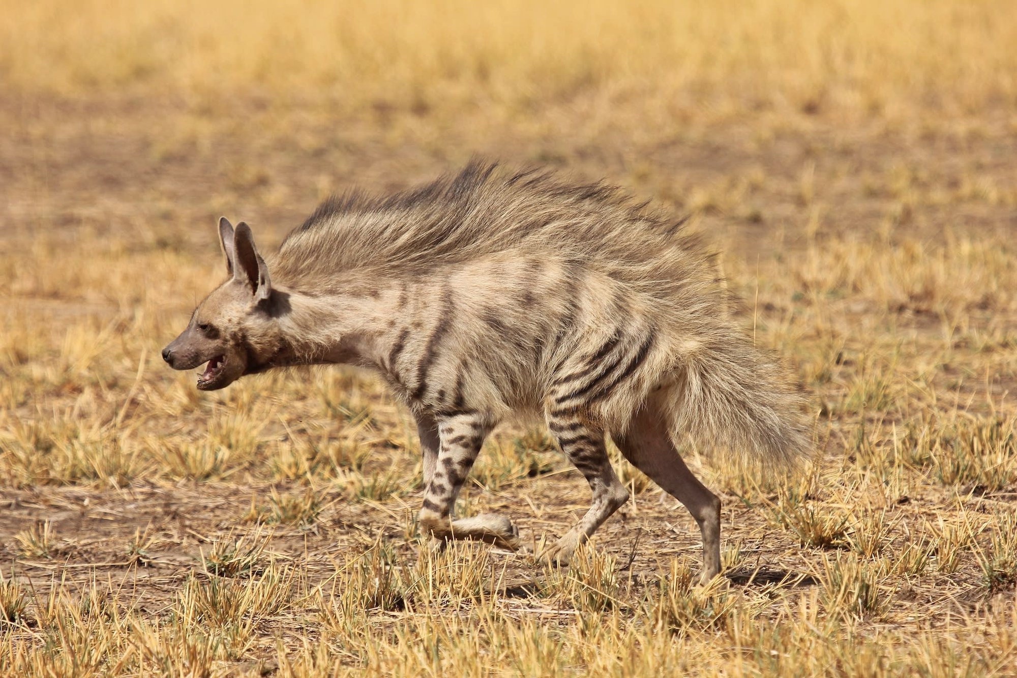 Bất ngờ phát hiện chó sói và linh cẩu đang cùng nhau đi săn ở Trung Đông - Ảnh 2. Bất ngờ phát hiện chó sói và linh cẩu đang cùng nhau đi săn ở Trung Đông - Ảnh 2.