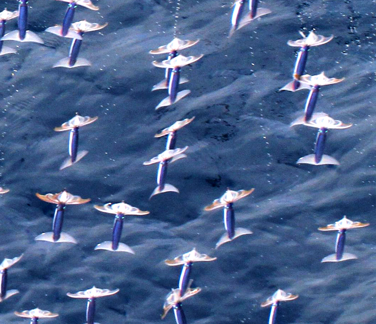 Khả năng kỳ diệu của loài mực, chúng không chỉ bơi dưới biển mà còn có thể bay trên không trung - Ảnh 2. Khả năng kỳ diệu của loài mực, chúng không chỉ bơi dưới biển mà còn có thể bay trên không trung - Ảnh 2.