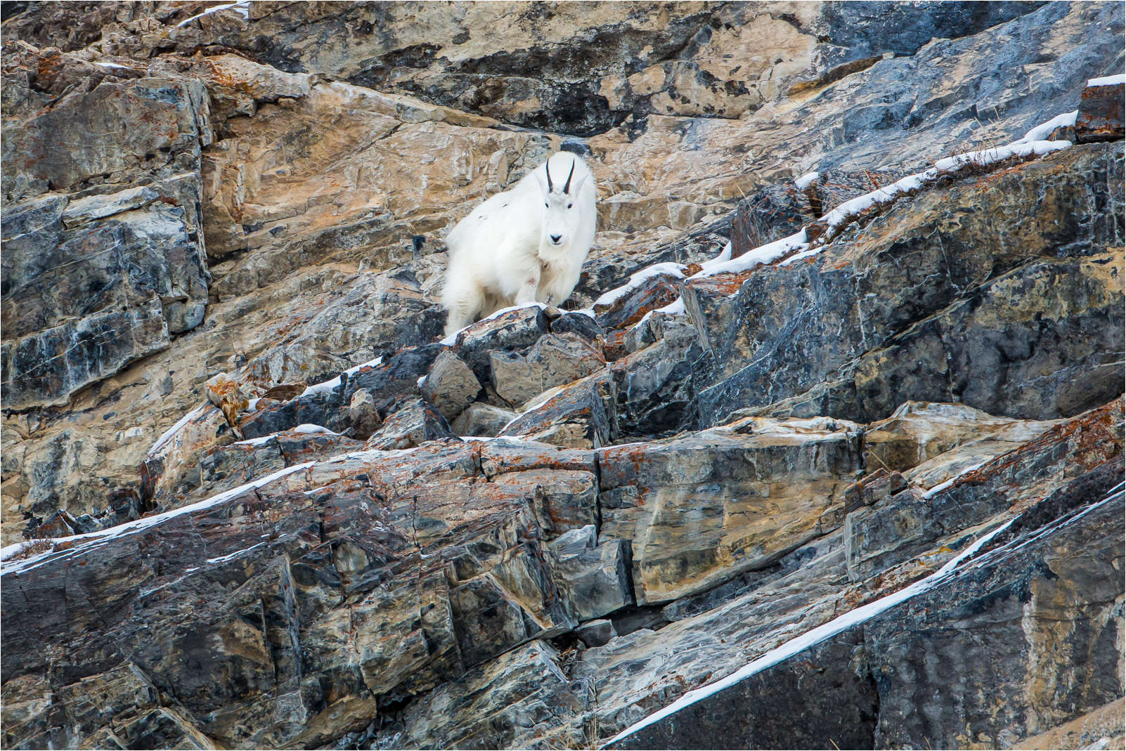Tại sao loài dê có thể đứng trên vách đá dựng đứng mà không bị ngã? - Ảnh 2. Tại sao loài dê có thể đứng trên vách đá dựng đứng mà không bị ngã? - Ảnh 2.