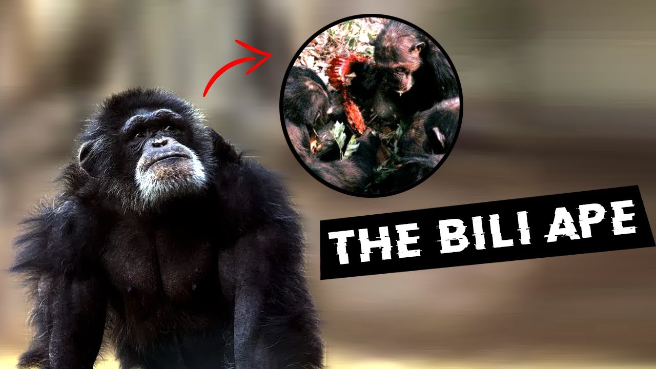 Sự thật đằng sau vượn bí ẩn có thể săn và ăn thịt sư tử tại châu Phi - Ảnh 3. Sự thật đằng sau vượn bí ẩn có thể săn và ăn thịt sư tử tại châu Phi - Ảnh 3.