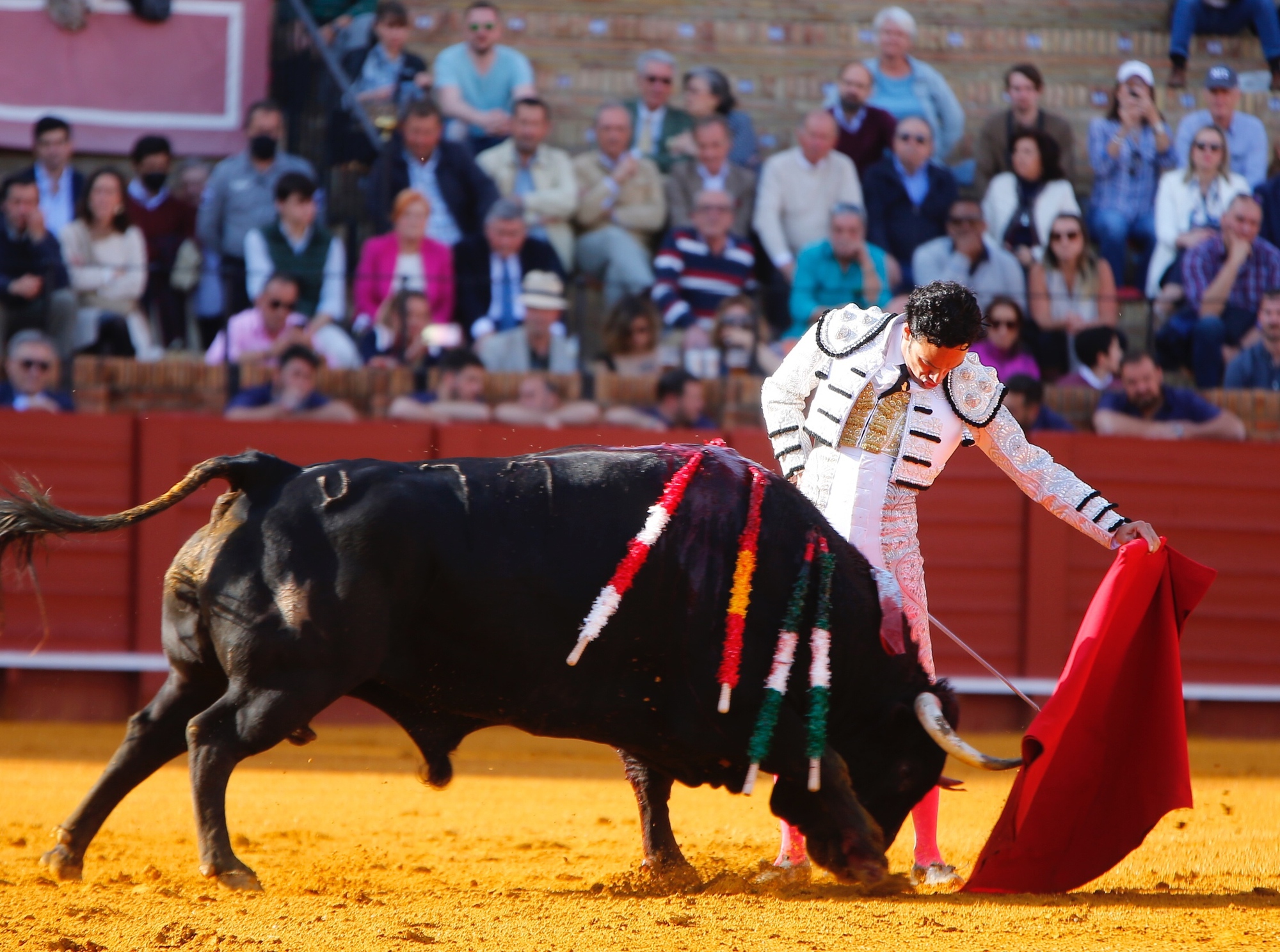 Vì sao bò tót bị mù màu, nhưng các đấu sĩ vẫn luôn dùng áo choàng đỏ để kích thích chúng? - Ảnh 4. Vì sao bò tót bị mù màu, nhưng các đấu sĩ vẫn luôn dùng áo choàng đỏ để kích thích chúng? - Ảnh 4.