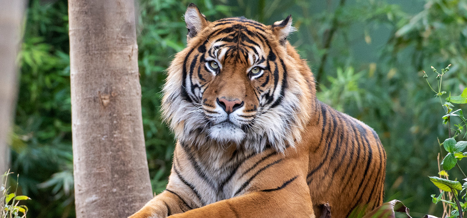 Tại sao sư tử, hổ và những con thú ăn thịt khác trong sở thú hiếm khi được ăn thịt lợn? - Ảnh 3. Tại sao sư tử, hổ và những con thú ăn thịt khác trong sở thú hiếm khi được ăn thịt lợn? - Ảnh 3.